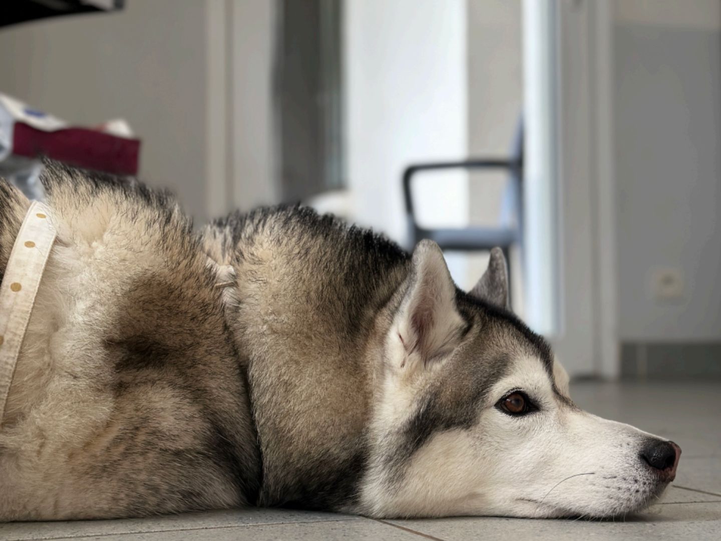 Aska_husky_allonge